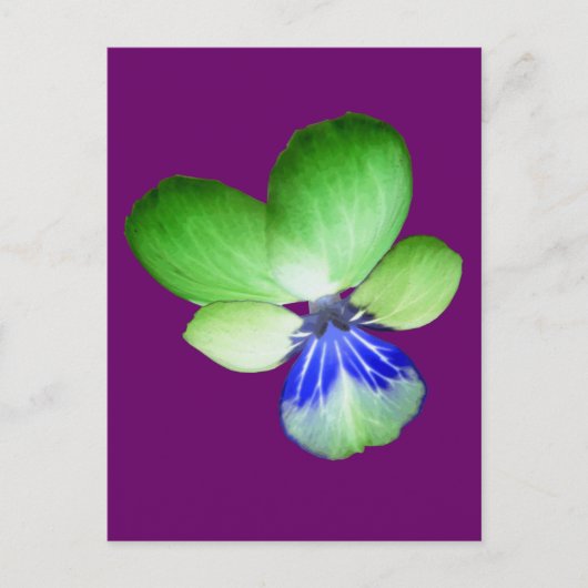 Briefkaart van de groene en blauwe Pansy (Voorkant)
