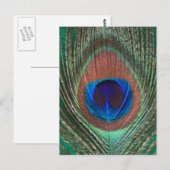 Briefkaart van de groene pacock (Voorkant / Achterkant)