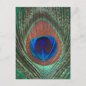 Briefkaart van de groene pacock (Voorkant)