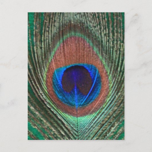 Briefkaart van de groene pacock (Voorkant)