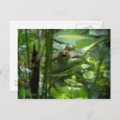 Briefkaart van de Groene Pond Frog (Voorkant / Achterkant)