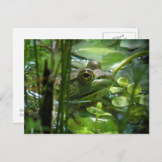Briefkaart van de Groene Pond Frog (Voorkant / Achterkant)