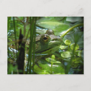 Briefkaart van de Groene Pond Frog