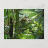 Briefkaart van de Groene Pond Frog (Voorkant)