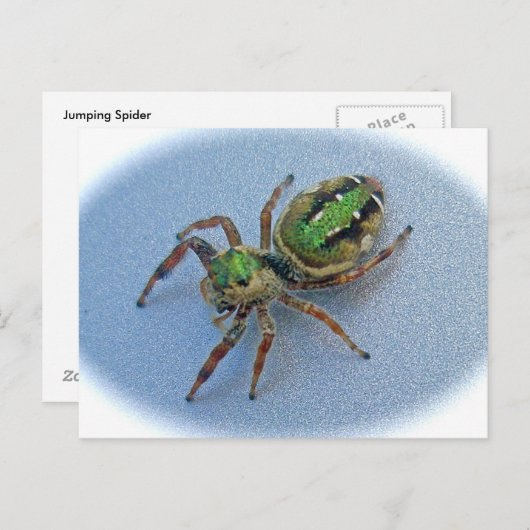 Briefkaart van de groene spin (Salticidae) (Voorkant / Achterkant)