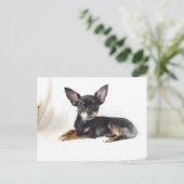 Briefkaart van de grote chihuahua (Staand voorkant)