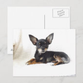 Briefkaart van de grote chihuahua (Voorkant / Achterkant)