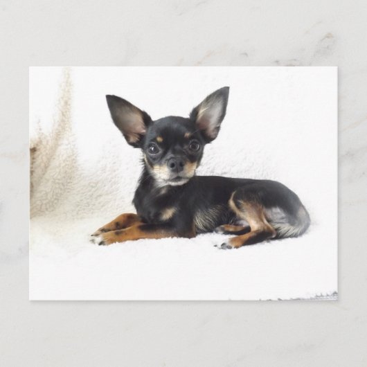 Briefkaart van de grote chihuahua (Voorkant)