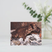 Briefkaart van de grote danslang (Staand voorkant)