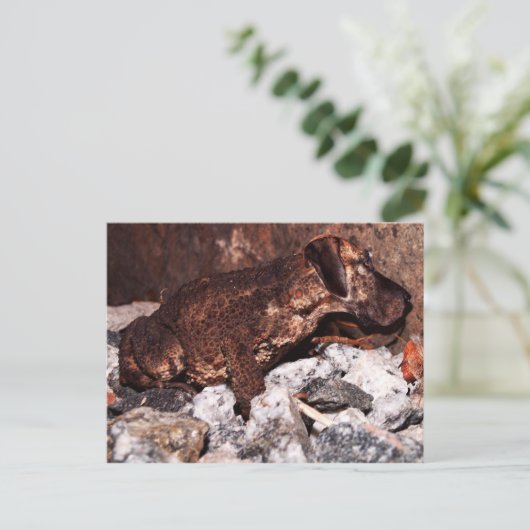 Briefkaart van de grote danslang (Staand voorkant)