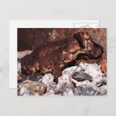 Briefkaart van de grote danslang (Voorkant / Achterkant)