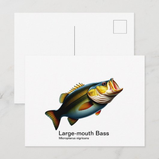 briefkaart van de grote-mondbas (Voorkant / Achterkant)