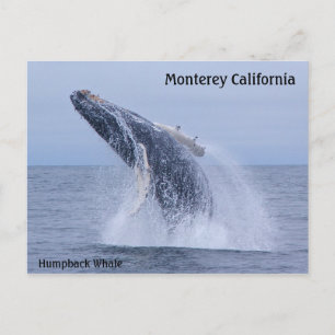 Briefkaart van de grote walvis