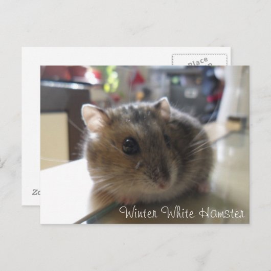 Briefkaart van de Hamster van de winter het Witte (Voorkant / Achterkant)