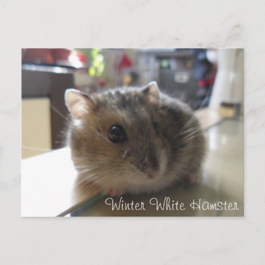 Briefkaart van de Hamster van de winter het Witte (Voorkant)