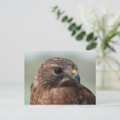 Briefkaart van de Hawk-foto met rode schouder (Staand voorkant)