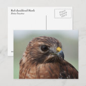 Briefkaart van de Hawk-foto met rode schouder (Voorkant / Achterkant)