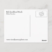 Briefkaart van de Hawk-foto met rode schouder (Achterkant)