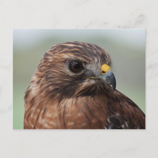 Briefkaart van de Hawk-foto met rode schouder (Voorkant)