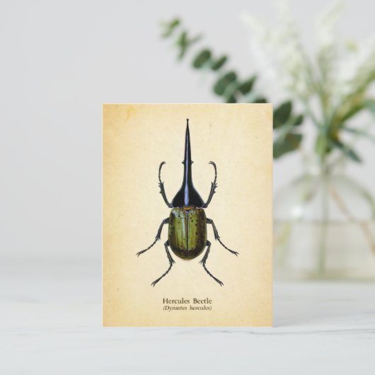 Briefkaart van de hercules kever (Staand voorkant)