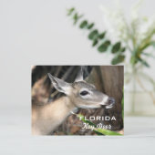 Briefkaart van de Herten van Florida het Zeer (Staand voorkant)