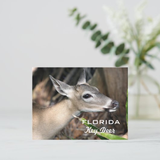 Briefkaart van de Herten van Florida het Zeer (Staand voorkant)