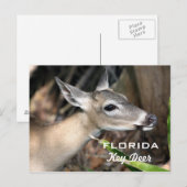 Briefkaart van de Herten van Florida het Zeer (Voorkant / Achterkant)