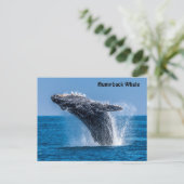Briefkaart van de Humpback-walvis (Staand voorkant)