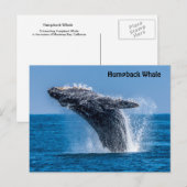 Briefkaart van de Humpback-walvis (Voorkant / Achterkant)