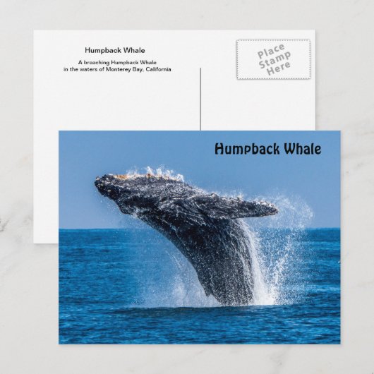 Briefkaart van de Humpback-walvis (Voorkant / Achterkant)