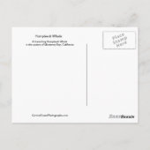 Briefkaart van de Humpback-walvis (Achterkant)