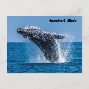 Briefkaart van de Humpback-walvis