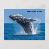 Briefkaart van de Humpback-walvis (Voorkant)