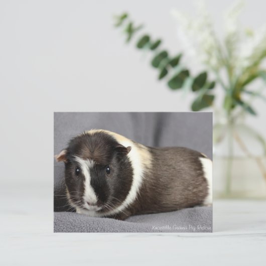 Briefkaart van de ijsberg (Staand voorkant)