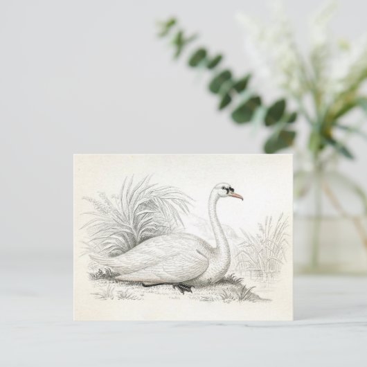   Briefkaart van de Illustratie Swan (Staand voorkant)