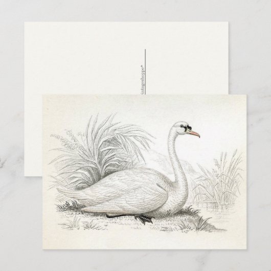   Briefkaart van de Illustratie Swan (Voorkant / Achterkant)