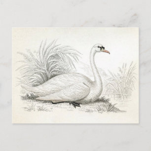 Briefkaart van de Illustratie Swan