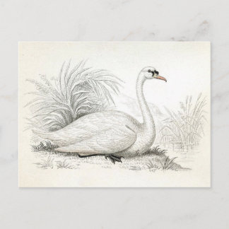   Briefkaart van de Illustratie Swan