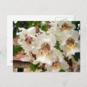 Briefkaart van de Indische Bean Tree Flowers (Voorkant / Achterkant)