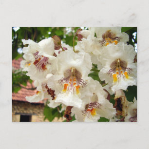Briefkaart van de Indische Bean Tree Flowers