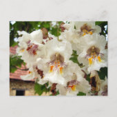 Briefkaart van de Indische Bean Tree Flowers (Voorkant)