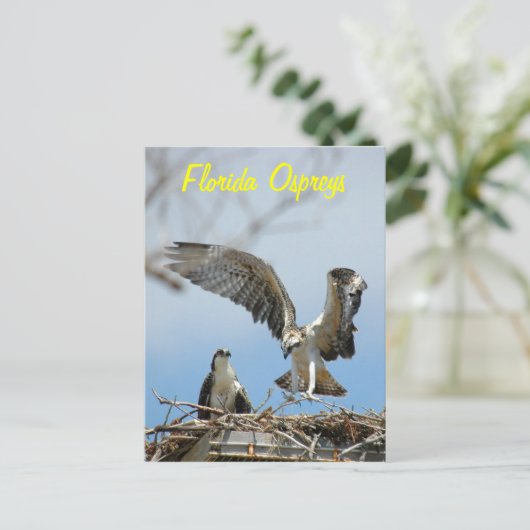 Briefkaart van de jonge Florida Ospreys (Staand voorkant)