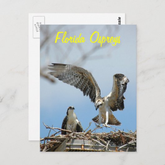 Briefkaart van de jonge Florida Ospreys (Voorkant / Achterkant)