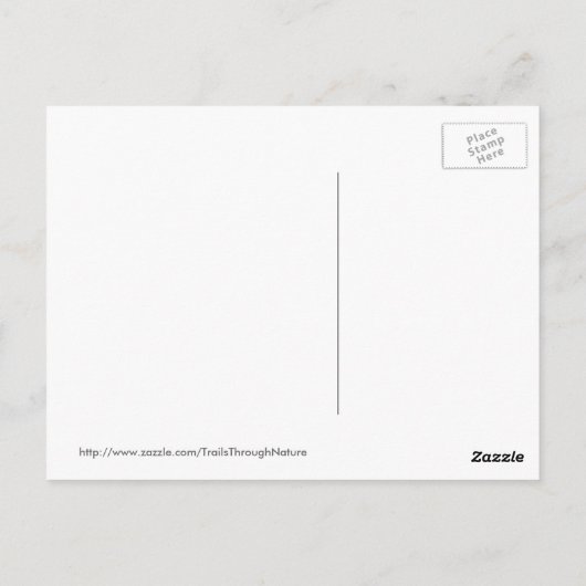 Briefkaart van de jonge Florida Ospreys (Achterkant)