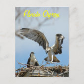 Briefkaart van de jonge Florida Ospreys (Voorkant)