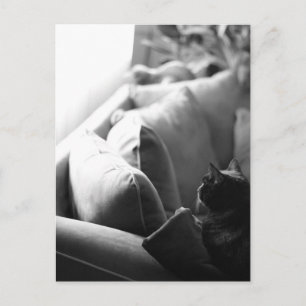 Briefkaart van de kamer van kat