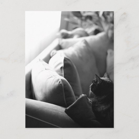 Briefkaart van de kamer van kat (Voorkant)