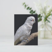 Briefkaart van de katoenbioscoop van Goffin (Staand voorkant)