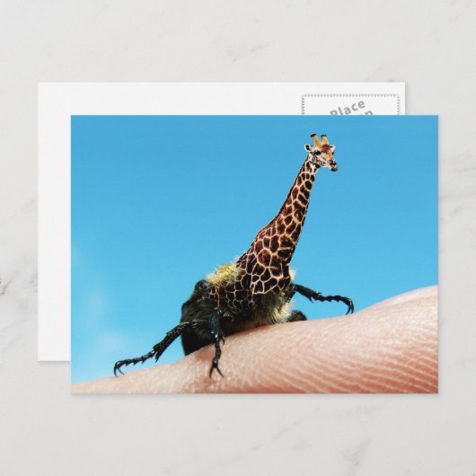 Briefkaart van de kever (Voorkant / Achterkant)