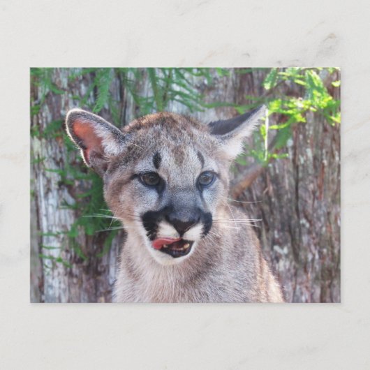 Briefkaart van de kleine coupaar (Voorkant)